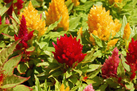 Celosia
